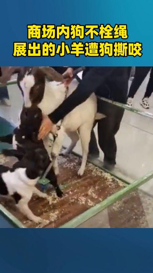 小羊被爆料视频在线观看,真相大白，网友热议不断